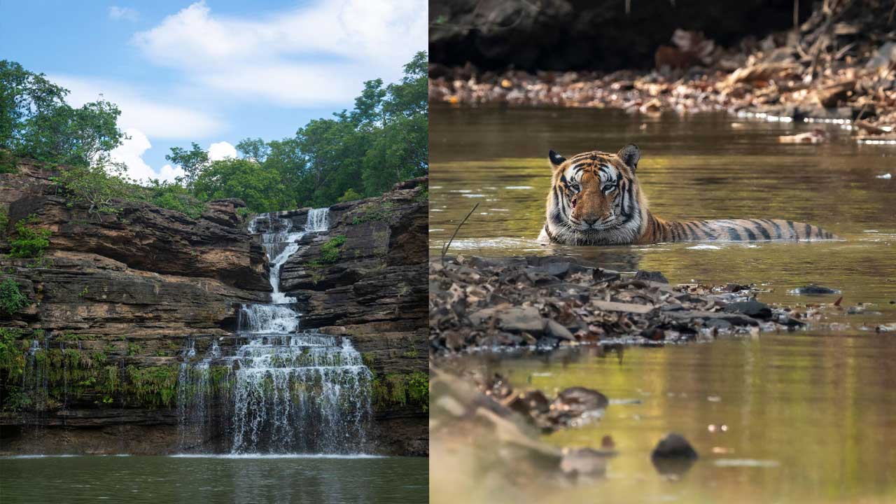 Pandav Falls tiger| పాండవ జలపాతంలో పెద్దపులి !