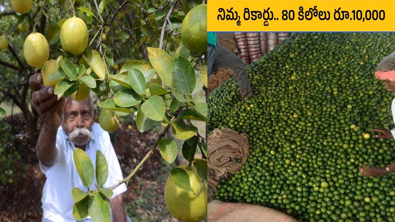 lemon price increase| లేచిన నిమ్మకాయ…రైతన్నకు లాభాలు !