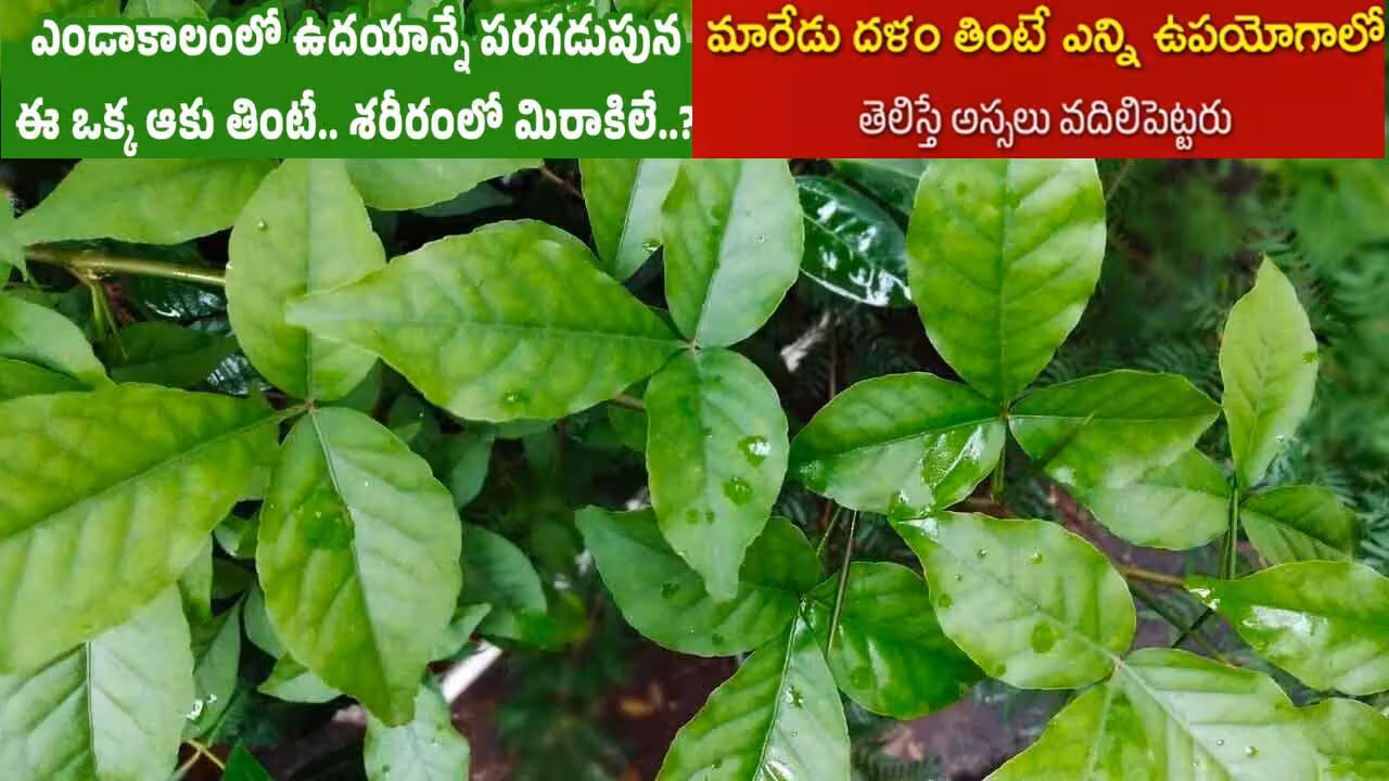 ఒక్క మారేడు చాలు..శివుడు, లక్ష్మీ ప్రసన్నం..ఆరోగ్యం!
