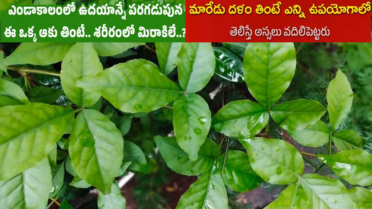 ఒక్క మారేడు చాలు..శివుడు, లక్ష్మీ ప్రసన్నం..ఆరోగ్యం!