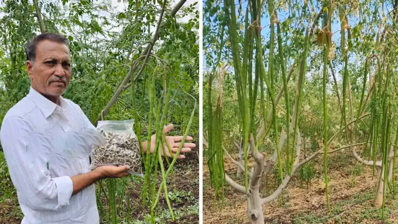Drumstick Farming | మున‌గ‌కాయ‌ల‌తో భలే వ్యాపారం.. ఏడాదికి రూ. 30 ల‌క్ష‌లు సంపాదిస్తున్న వృద్ధ రైతు