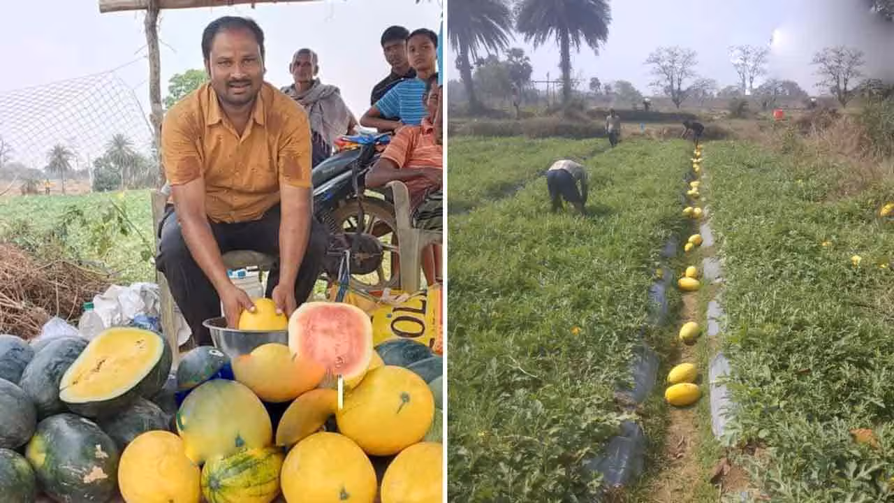 Tiwanese Watermelon | పుచ్చ‌కాయ‌ల సాగు.. 3 నెల‌ల్లోనే రూ. కోటికి పైగా సంపాద‌న‌..
