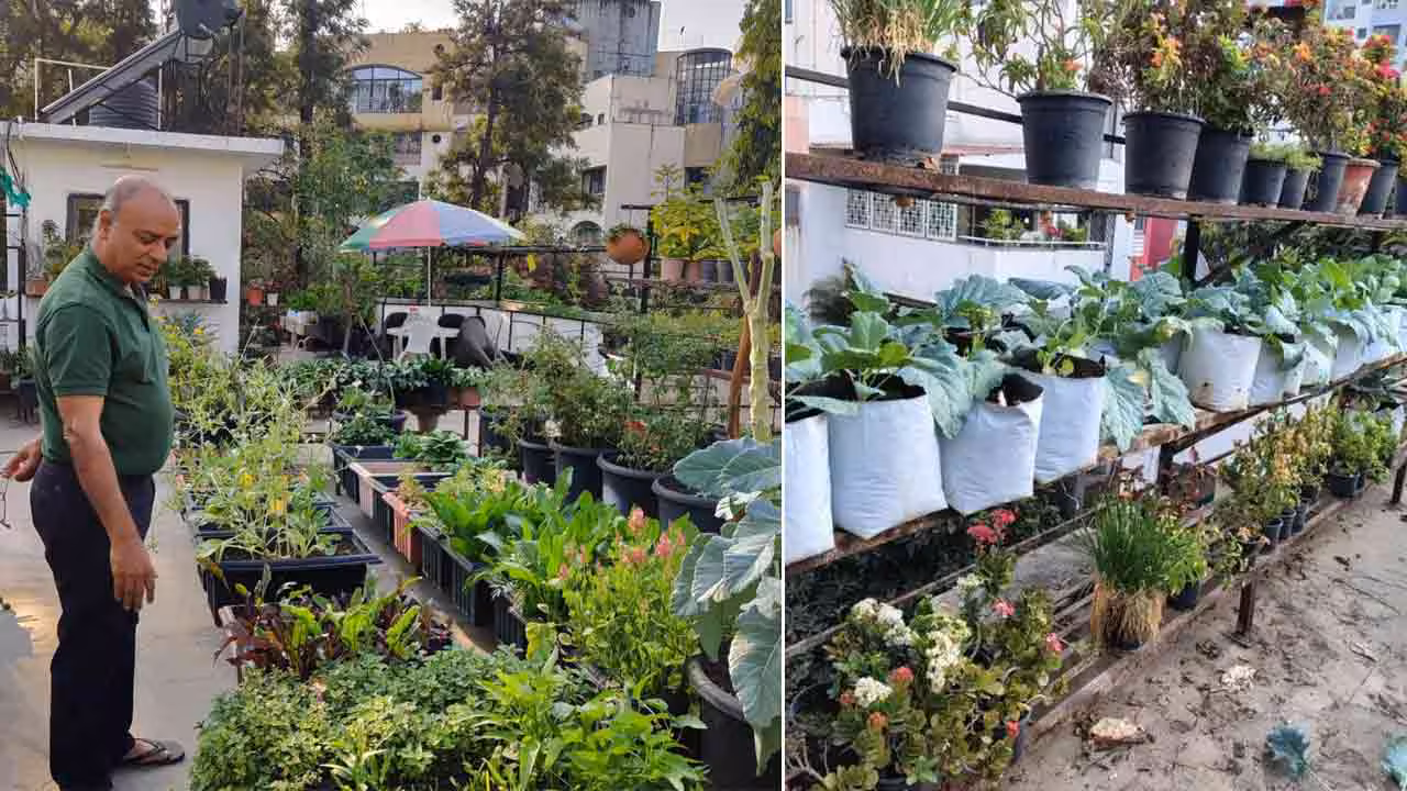 Terrace Garden | మట్టి లేకుండానే టెర్రస్‌పై గార్డెనింగ్.. సమ్మర్‌లో ఏసీ అవసరం లేకుండా చేసిన 70 ఏళ్ల వృద్ధుడి ఆలోచన!