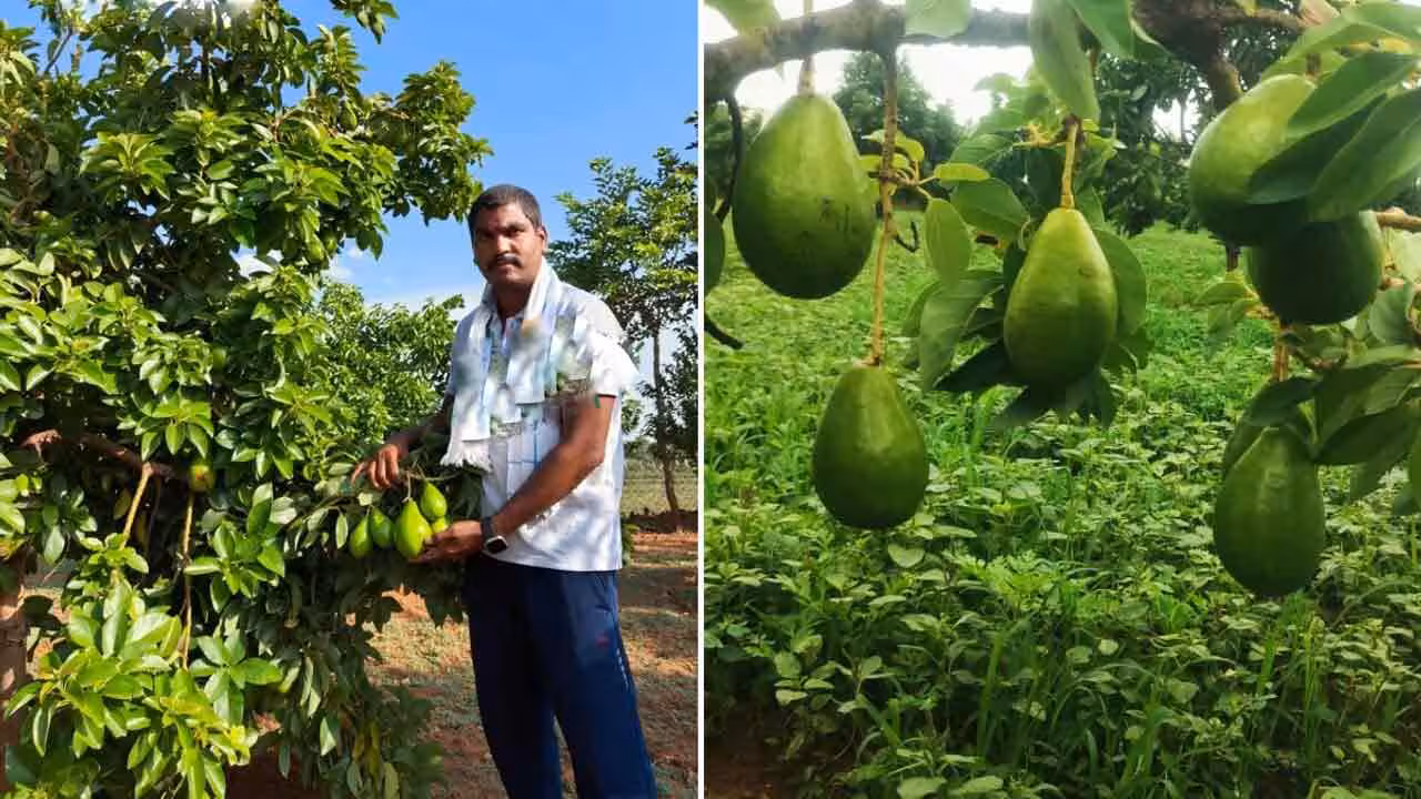 Avocado Cultivation | రంగారెడ్డి జిల్లాలో ‘అవ‌కాడో’ సాగు.. ఏడాదికి రూ. 13 ల‌క్ష‌లు సంపాదిస్తున్న ఎంబీఏ గ్రాడ్యుయేట్..!