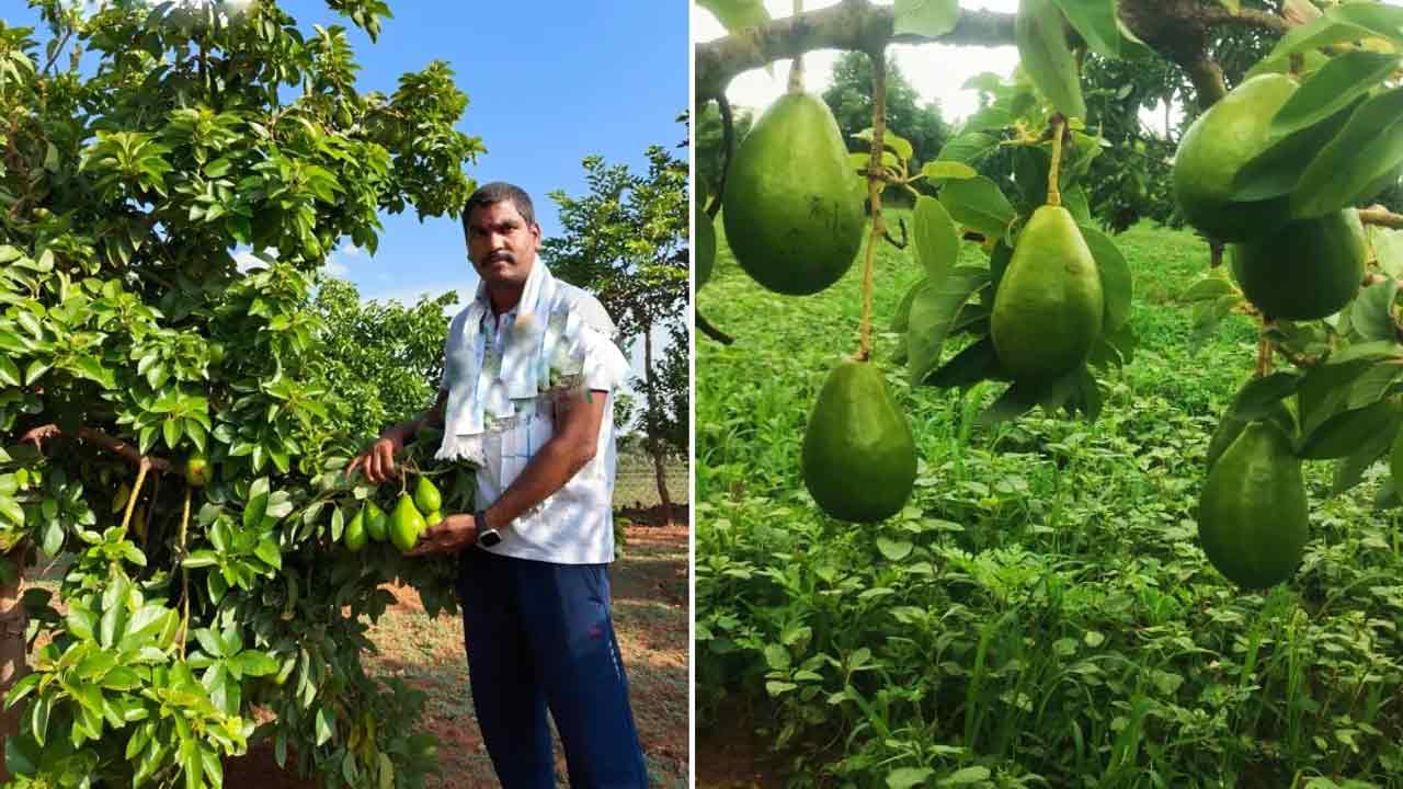 Avocado Cultivation | రంగారెడ్డి జిల్లాలో ‘అవ‌కాడో’ సాగు.. ఏడాదికి రూ. 13 ల‌క్ష‌లు సంపాదిస్తున్న ఎంబీఏ గ్రాడ్యుయేట్..!