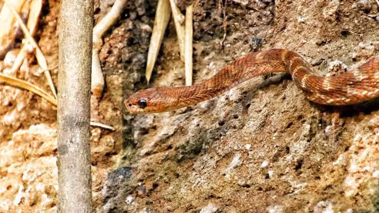 Cat Snake | ఖ‌మ్మం క‌న‌క‌గిరి అడ‌వుల్లో ‘క్యాట్ స్నేక్’.. ఈ ‘పిల్లి పాము’ ప్ర‌త్య‌క్ష‌మ‌వ‌డం ఇదే తొలిసారి..!