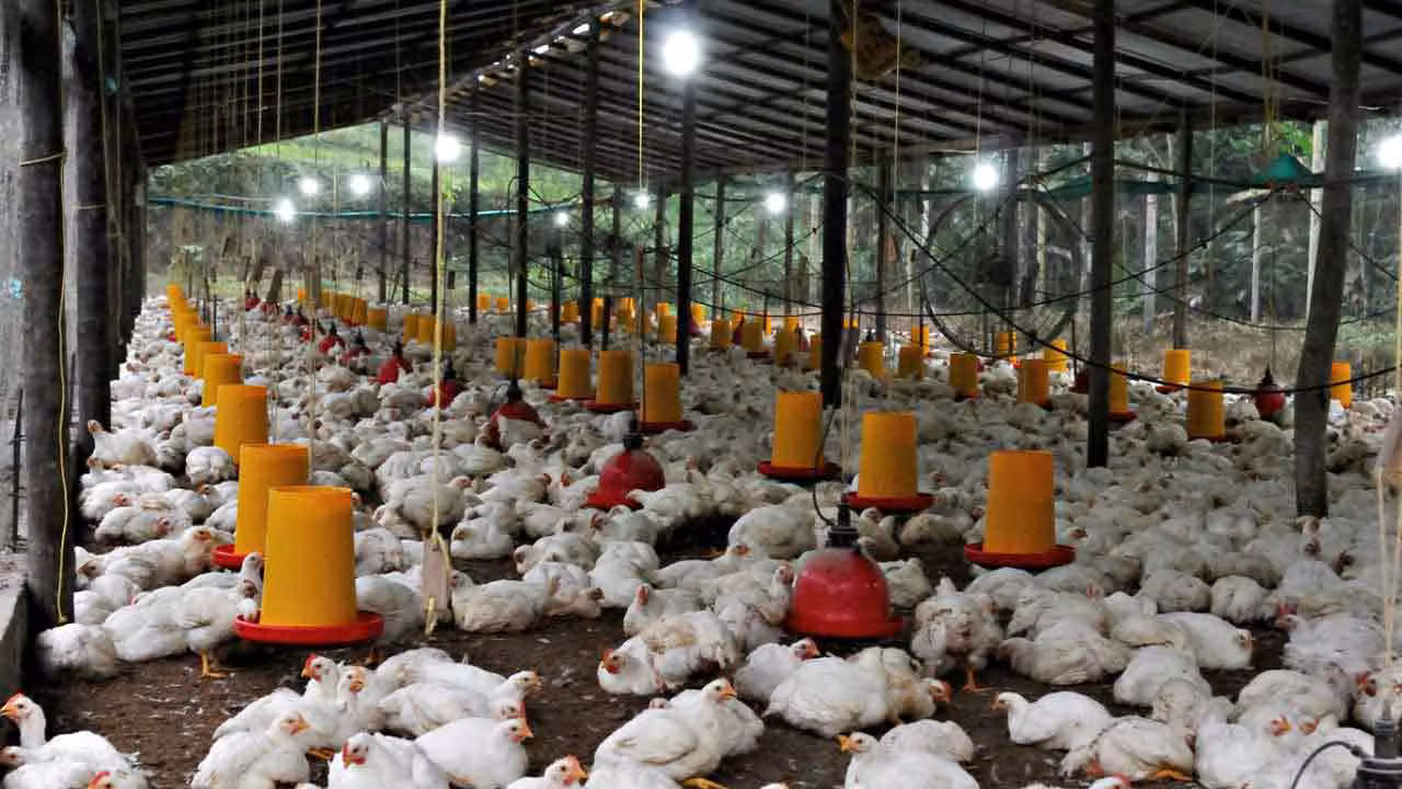 Chicken Price | కొండెక్కిన కోడి కూర ధ‌ర‌.. కిలో రూ. 350 పైనే..!