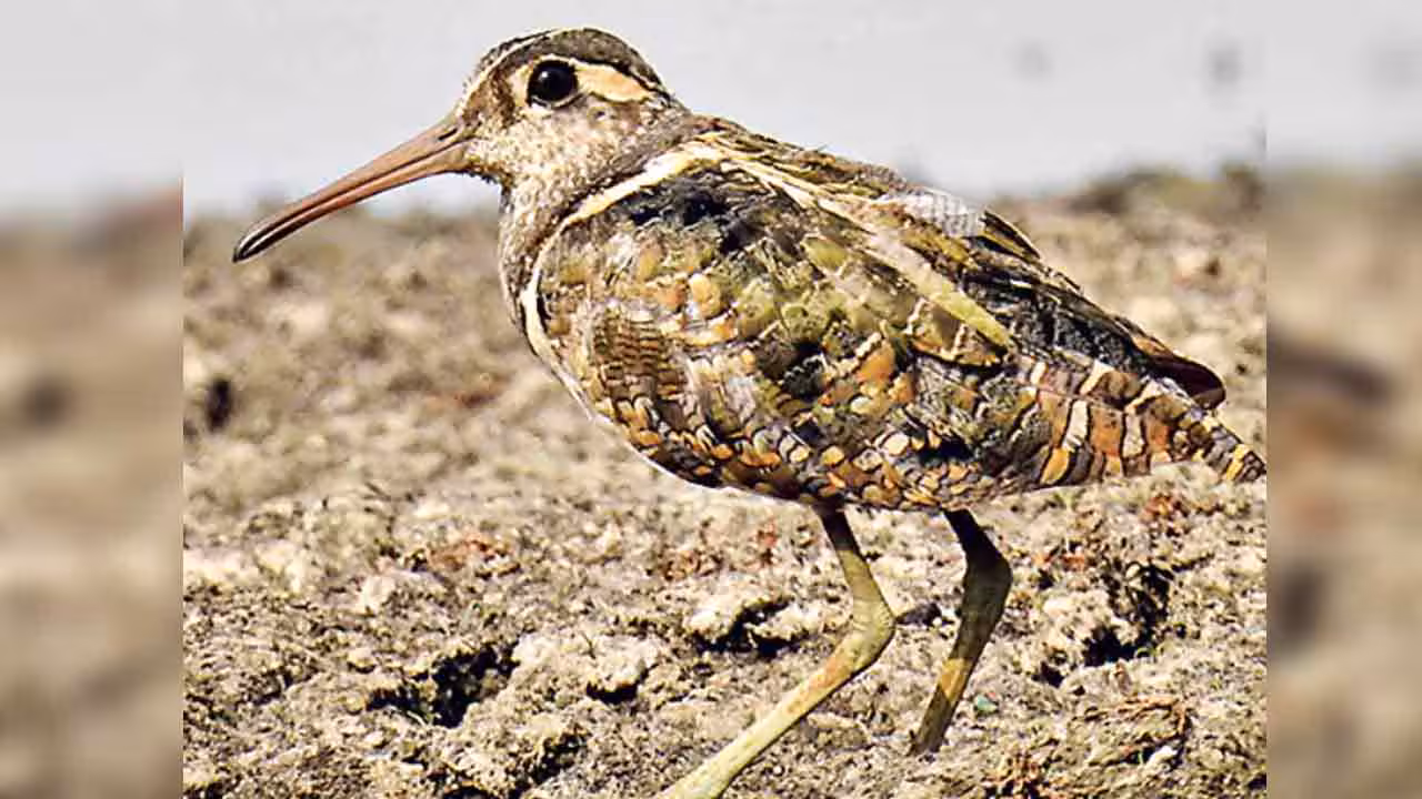 Greater painted-snipe | అరుదైన ఘ‌ట‌న‌.. గుడ్ల‌ను పొదుగుతున్న మ‌గ ప‌క్షి..!