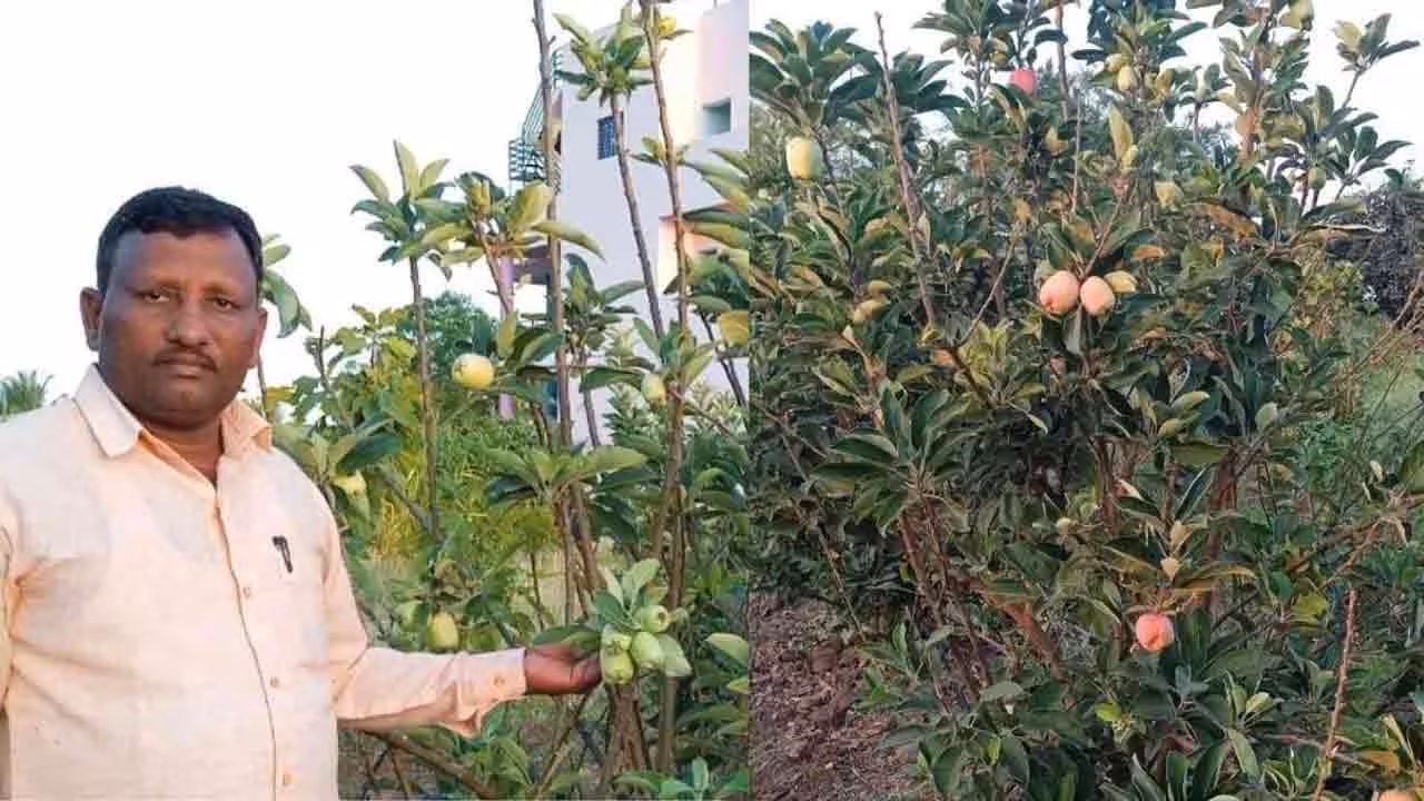 Apple Farming | కరువు నేలలో ఆపిల్ సాగు.. అసాధ్యాన్ని సుసాధ్యం చేసి చూపించిన మహారాష్ట్ర రైతు!
