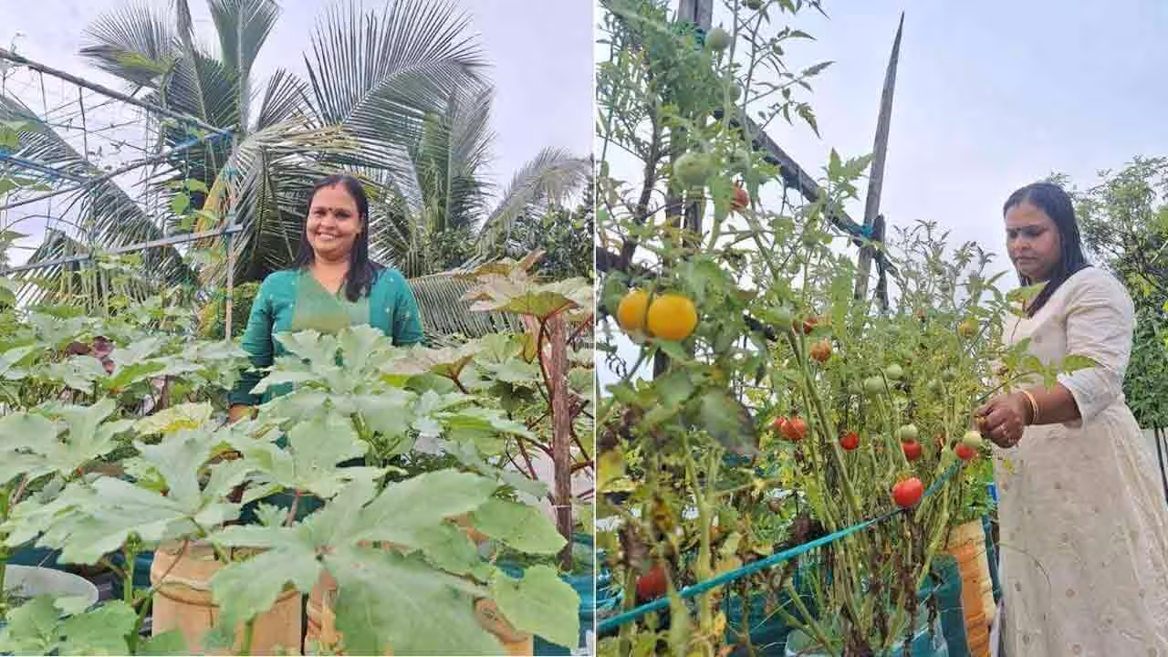 Terrace Gardening | ఇంటి మేడపైనే కూరగాయల సాగు.. నెలకు 5వేలు ఆదా చేస్తున్న కేరళ గృహిణి