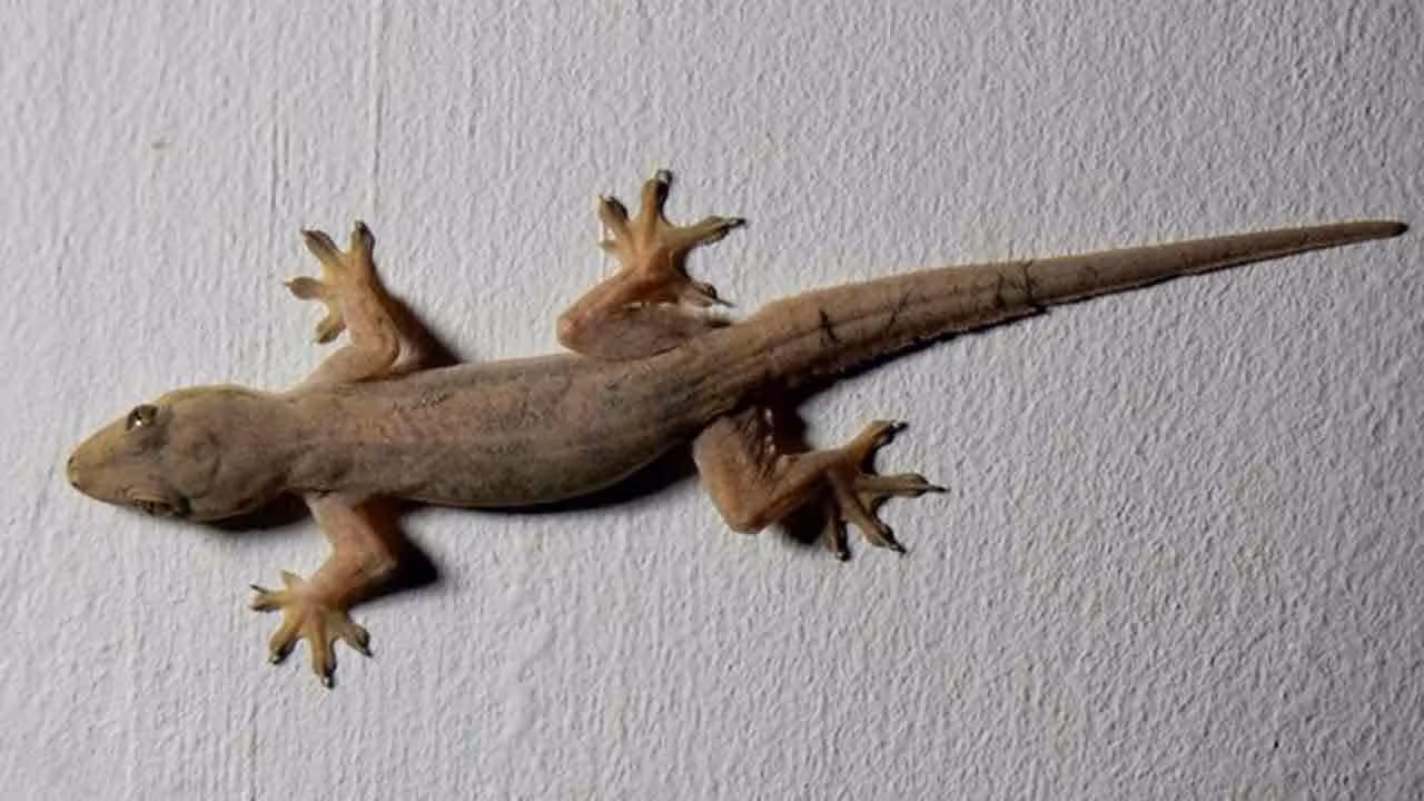 Lizard | మ‌హిళ‌ల‌కు బ‌ల్లి అక్క‌డ ప‌డితే.. మ‌గ శిశువు జ‌న్మిస్తాడ‌ట‌..!