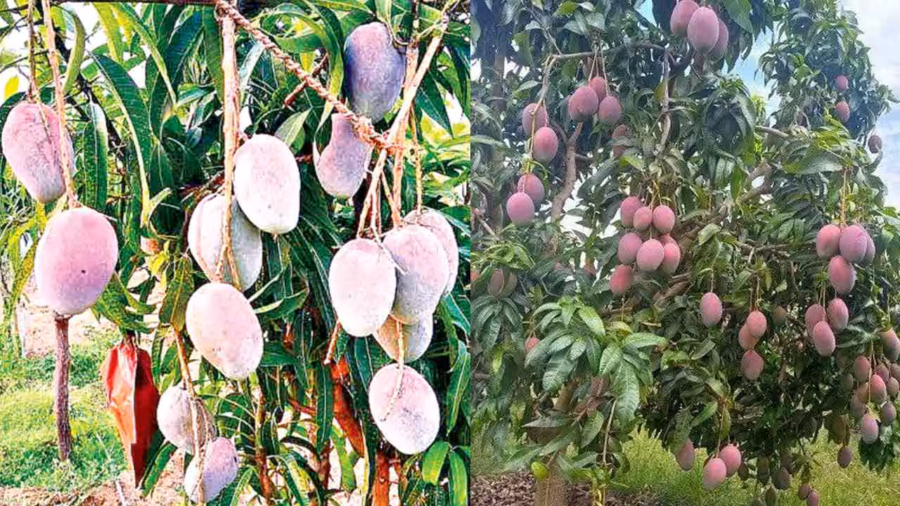 Miyazaki mango | నిర్మ‌ల్ జిల్లాలో అరుదైన మామిడి పండ్లు.. కిలో రూ. 2.5 ల‌క్ష‌లు