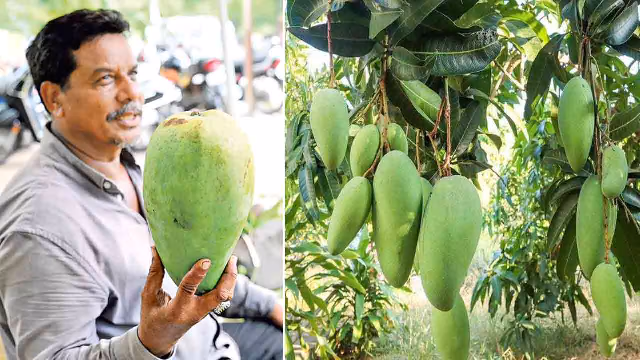 Noorjahan Mango | 3 కిలోల మామిడి.. ఒక్కోటి రూ.వెయ్యి.. నూర్జహాన్‌కు పెరుగుతున్న డిమాండ్