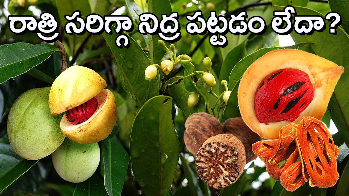 nutmeg fruit tree jaiphal spice origin