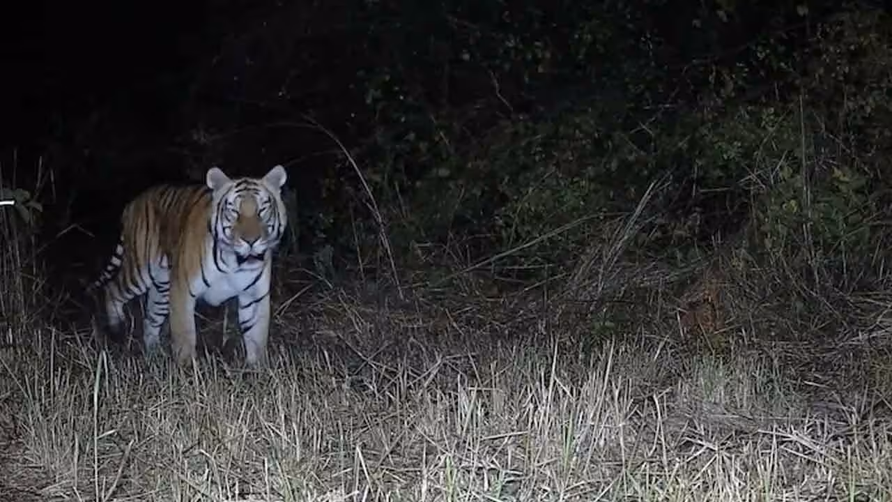 Royal Bengal Tiger | 20 ఏళ్ల త‌ర్వాత రాయ‌ల్ బెంగాల్ టైగ‌ర్ ప్ర‌త్య‌క్షం..! ఎక్క‌డో తెలుసా..?
