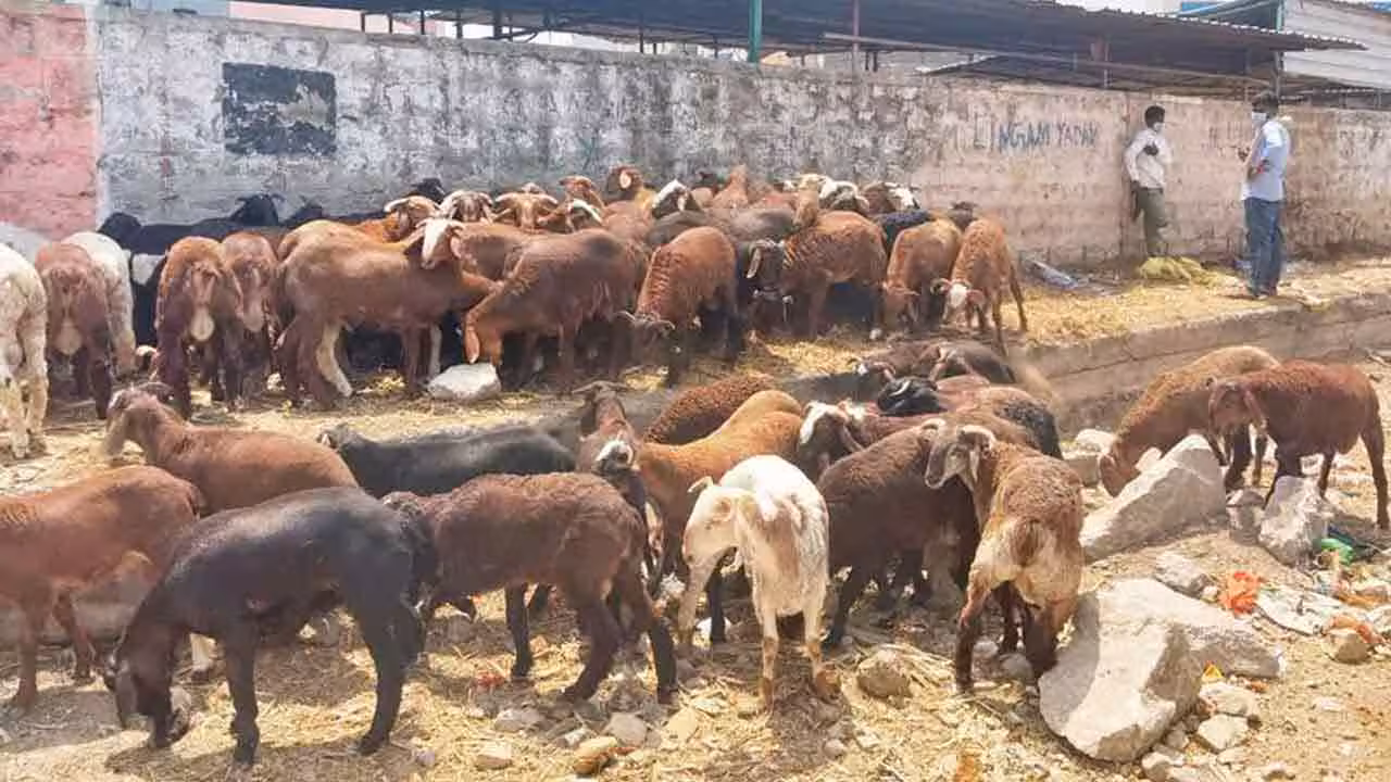 Sheep | హైద‌రాబాద్‌లో భారీగా పెరిగిన గొర్రెల ధ‌ర‌లు..! ఎందుకో తెలుసా..?