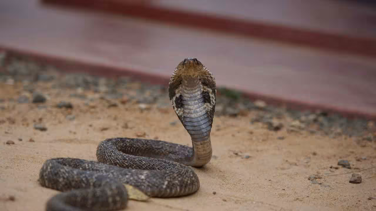 King Cobra | హైద‌రాబాద్‌కు అల‌వాటు ప‌డ్డ నాగుపాములు..! చంపొద్దంటున్న ల‌వ‌ర్స్‌..!!