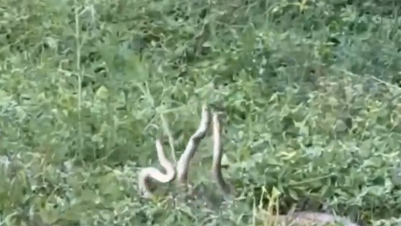 మూడు పాముల సయ్యాట.. రైతుల పరుగో పరుగు!