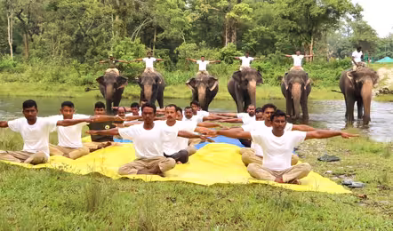 యోగాలో ఏనుగులు..వైరల్ వీడియో!