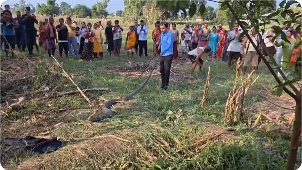 బాబోయ్ భారీ కింగ్ కోబ్రా..జనం పరుగో పరుగు