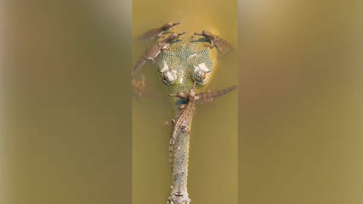 గండక్ నదిలో 1000 దాటిన మొసళ్ల సంఖ్య