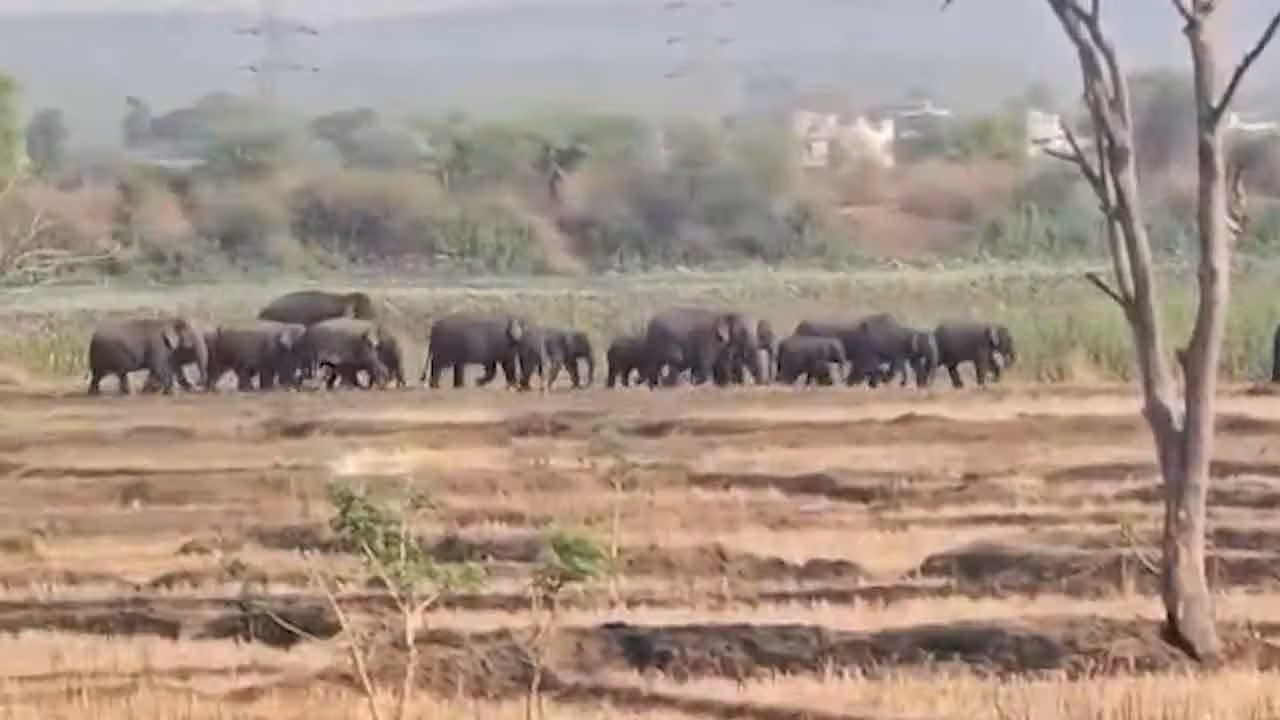 Elephants | తెలంగాణ స‌రిహ‌ద్దుల్లో ఏనుగుల సంచారం.. రైతులు అప్ర‌మ‌త్తంగా ఉండాలి