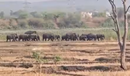 Elephants | తెలంగాణ స‌రిహ‌ద్దుల్లో ఏనుగుల సంచారం.. రైతులు అప్ర‌మ‌త్తంగా ఉండాలి