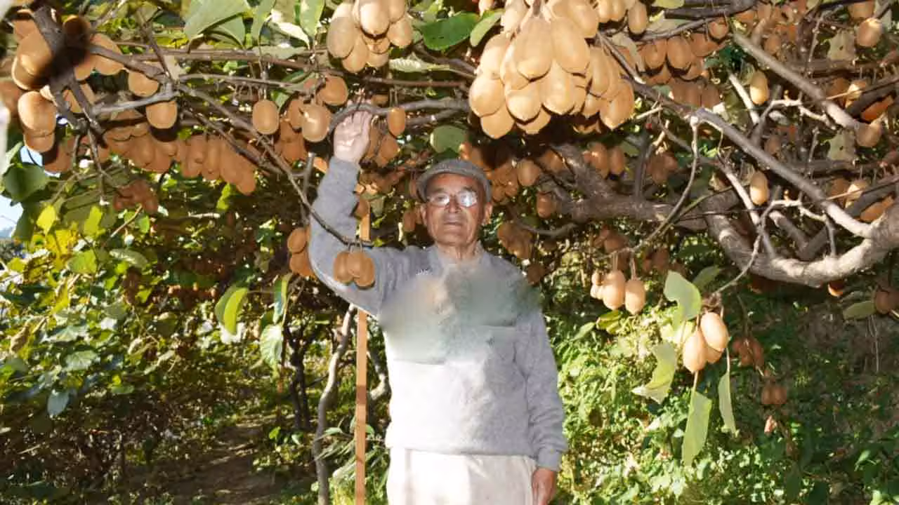 Kiwi Farming | ‘కివి’ సాగుతో ఏడాదికి రూ. 30 ల‌క్ష‌ల ఆదాయం.. రిటైర్డ్ ప్రిన్సిపాల్ స‌క్సెస్ స్టోరీ ఇదీ..!