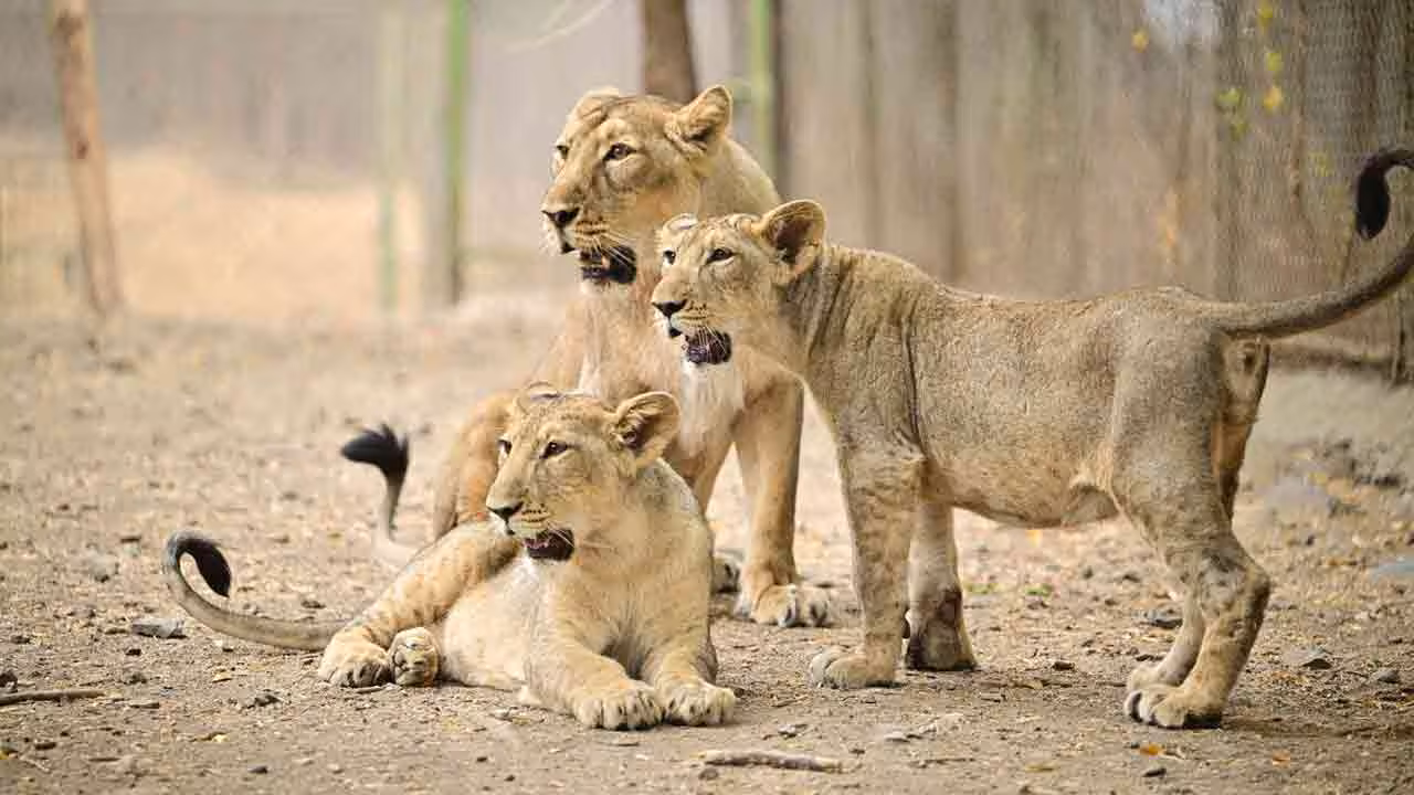 Asiatic Lion Cubs | గిర్ అడవుల్లో 8 సింహాలు మృతి.. ఎండదెబ్బనే కారణమంట!!