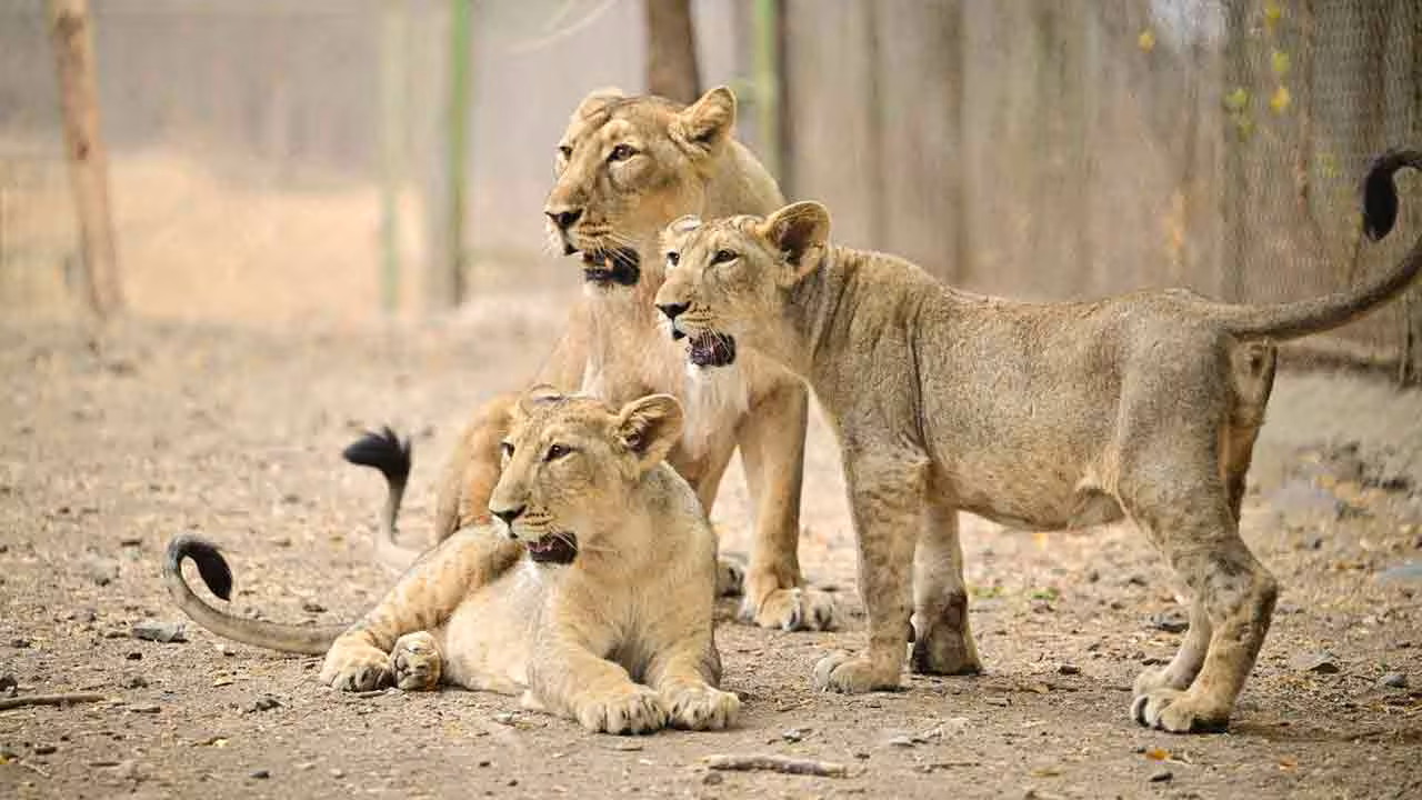 Asiatic Lion Cubs | గిర్ అడవుల్లో 8 సింహాలు మృతి.. ఎండదెబ్బనే కారణమంట!!