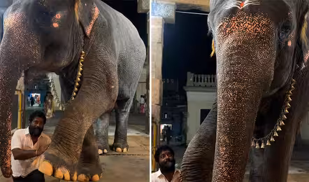 Viral Video | మసాజ్ కోసం మావటి దగ్గర మారాం చేసిన ఏనుగు.. క్యూట్ వీడియో వైరల్!