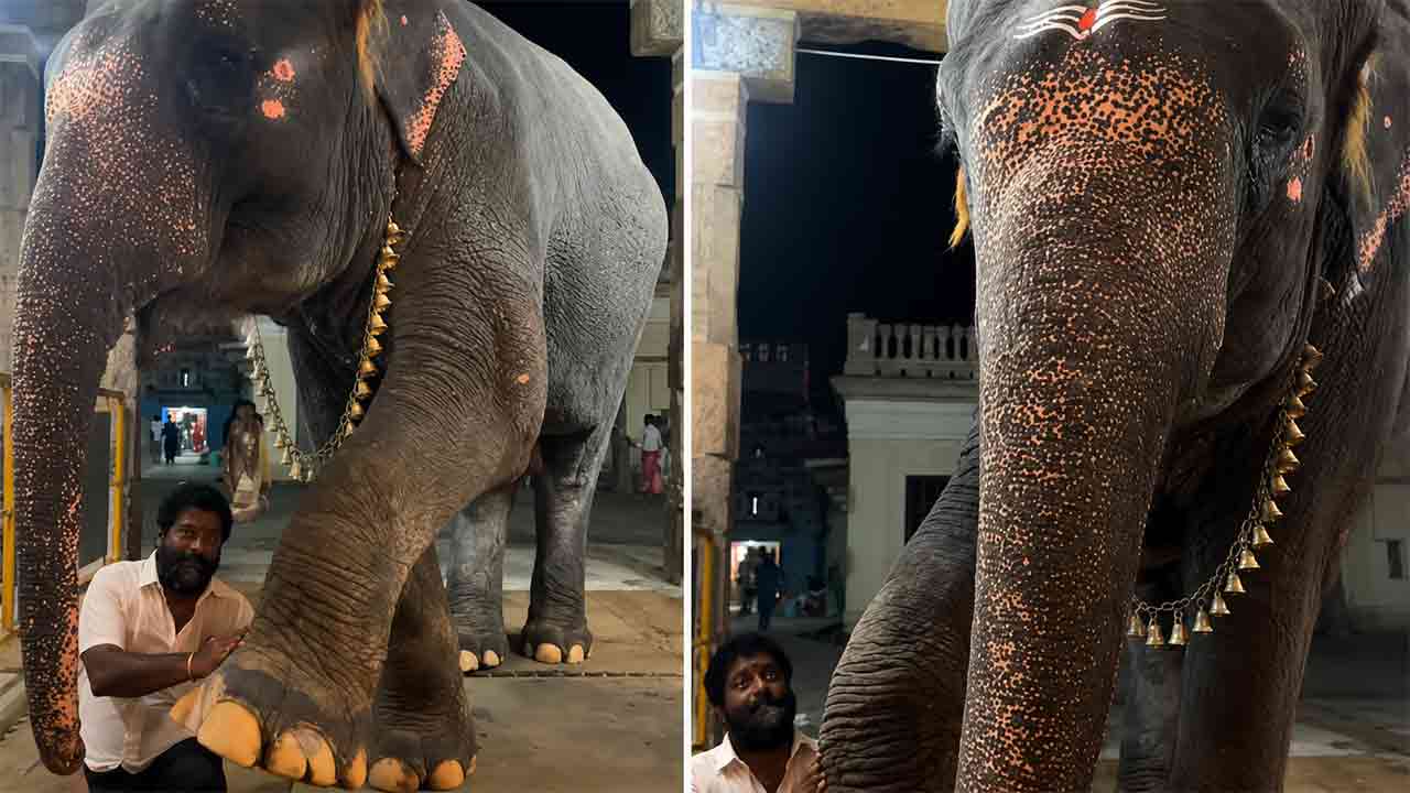 Viral Video | మసాజ్ కోసం మావటి దగ్గర మారాం చేసిన ఏనుగు.. క్యూట్ వీడియో వైరల్!