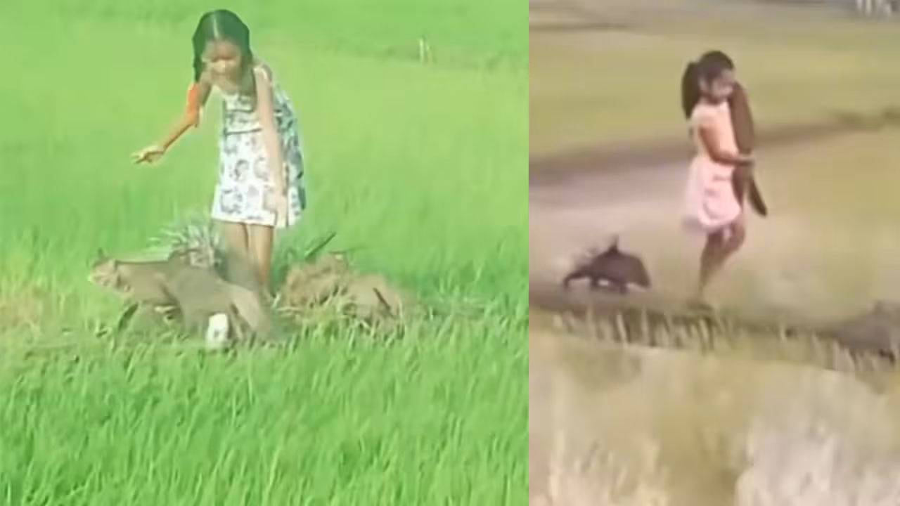 డిస్నీ యువరాణి…బాలికతో ముళ్ల పంది సంచారం!