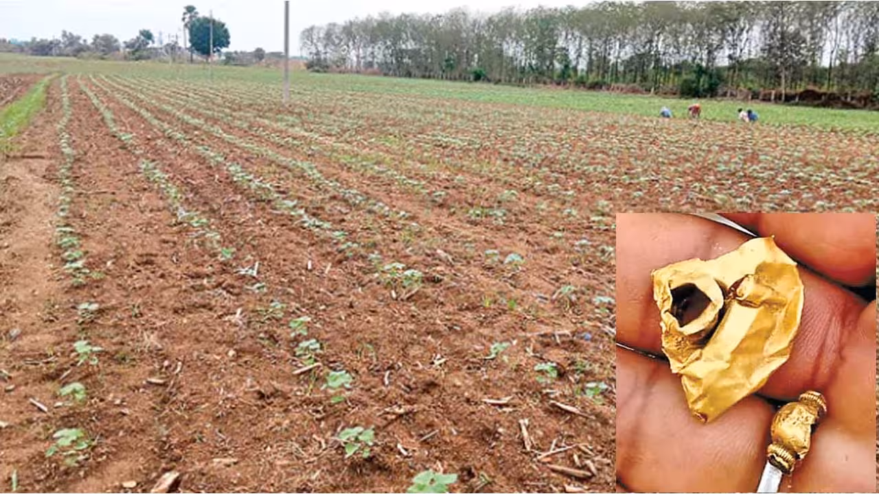 ఆ పొలంలో బంగారం పండుతోందట!..వాటాలపై పేచీలు !!