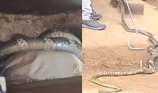 ఒక పామును పట్టుకుంటే..దాని నోట్లోంచి వచ్చిన ఇంకో పాము!