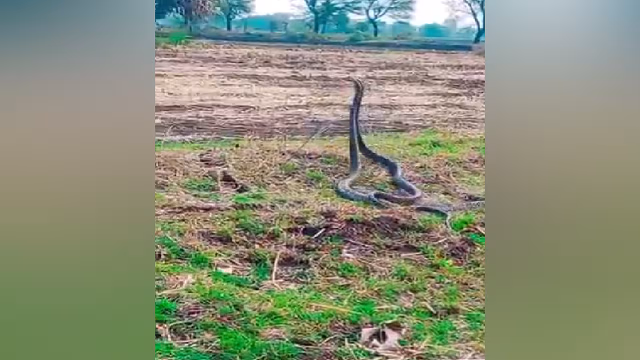 లవ్ టైమ్..పుట్ట నుంచి సరసాల సయ్యాటలోకి పాముల జంట..!