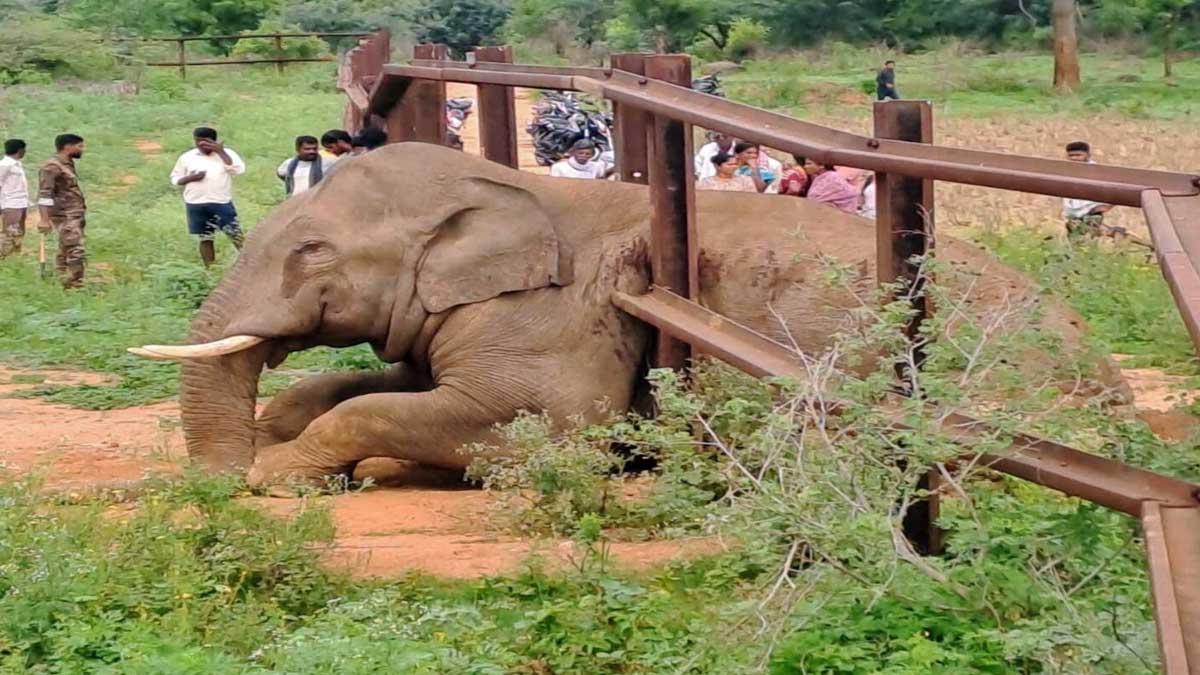ఫెన్సింగ్ లో చిక్కిన గజరాజు…ఐదు గంటల రెస్క్యూ ఆపరేషన్