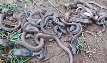 ఒకే ఇంట్లో 40 నాగు పాములు..కుటుంబ సభ్యుల పరుగు