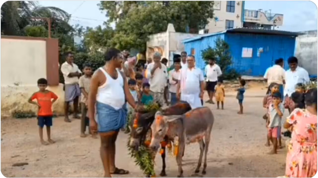 వానల కోసం గాడిదలకు పెళ్లి!