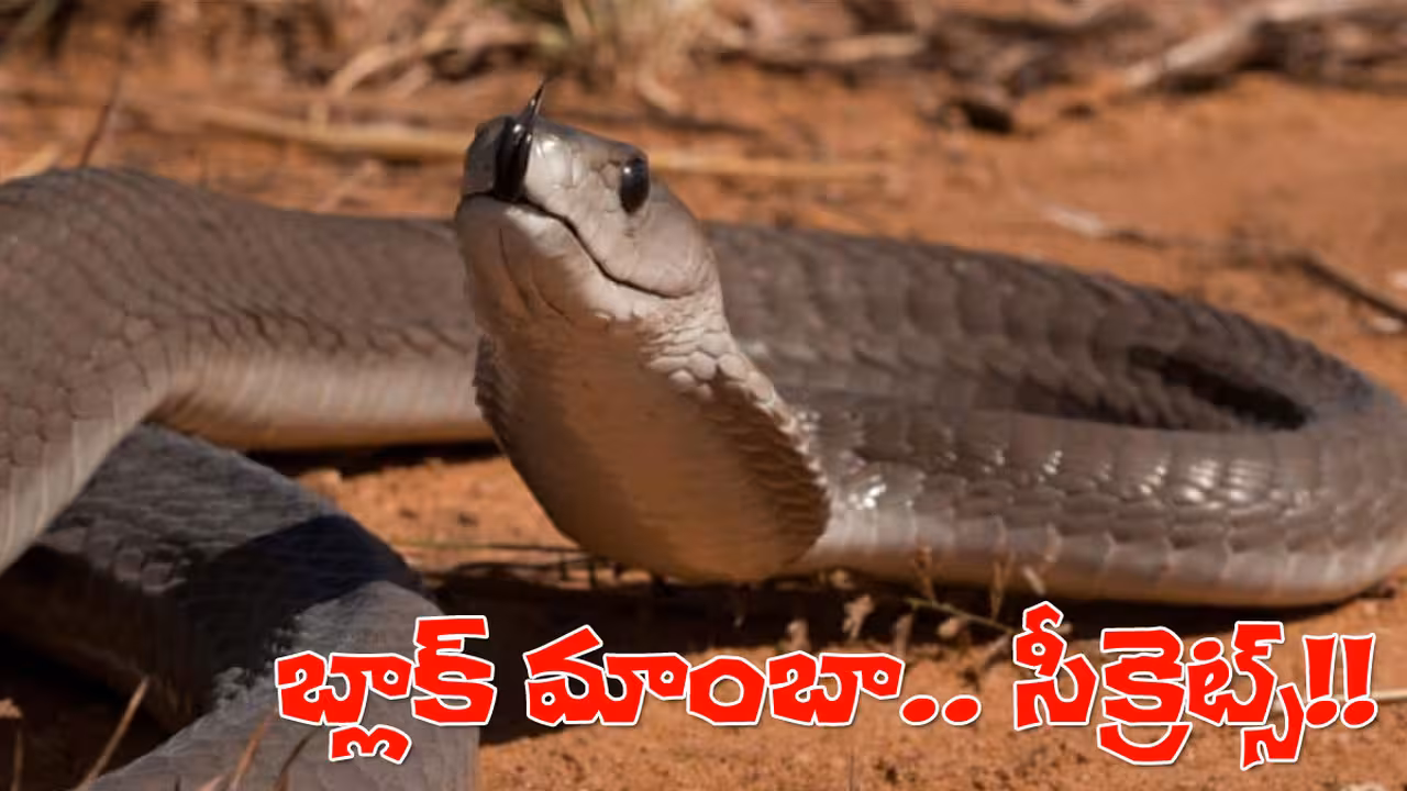 రెప్పపాటులో కాటేయగల బ్లాక్‌ మాంబా గురించి ఈ సీక్రెట్లు మీకు తెలుసా?