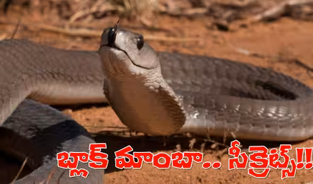రెప్పపాటులో కాటేయగల బ్లాక్‌ మాంబా గురించి ఈ సీక్రెట్లు మీకు తెలుసా?