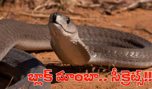 రెప్పపాటులో కాటేయగల బ్లాక్‌ మాంబా గురించి ఈ సీక్రెట్లు మీకు తెలుసా?