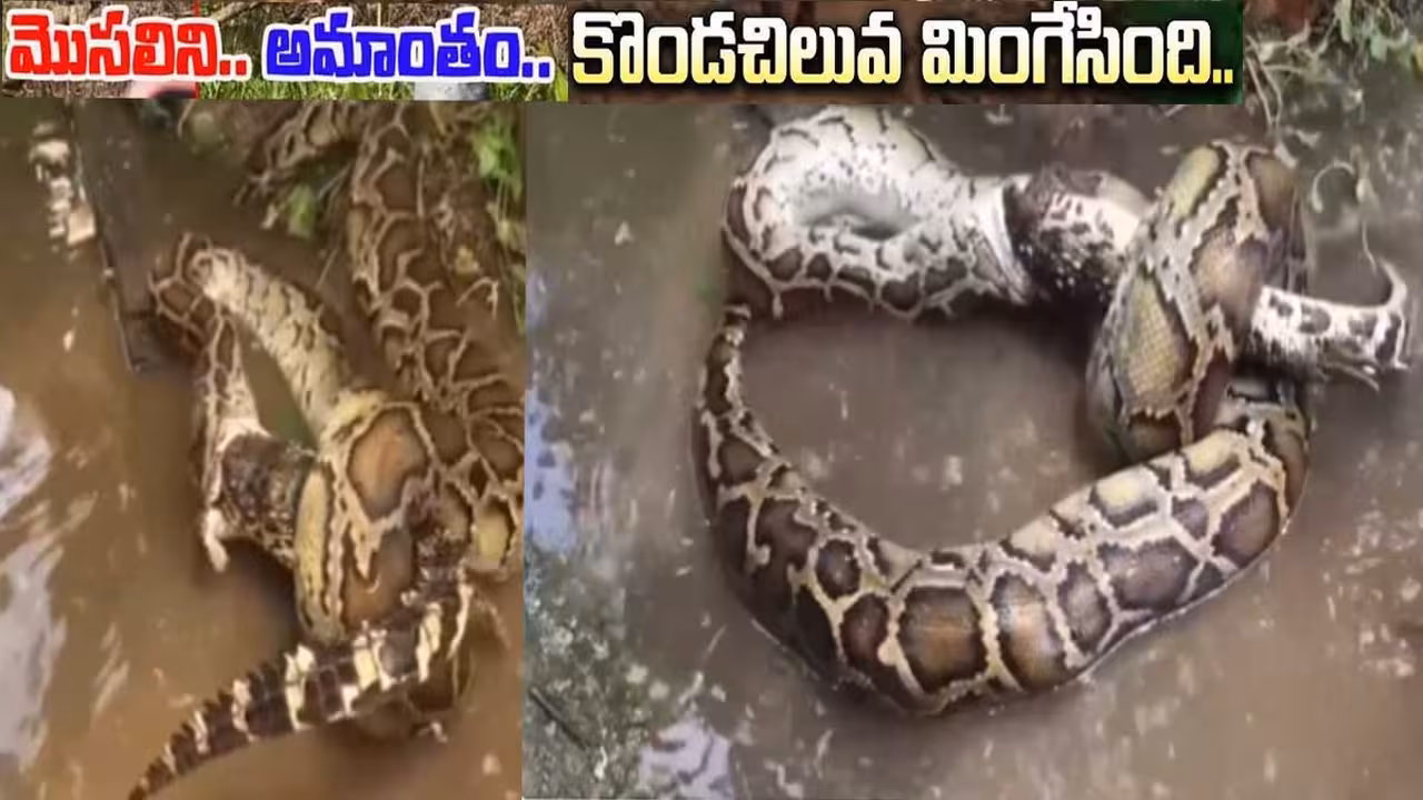మొసలిని మింగేసిన కొండ చిలువ..వీడియో వైరల్