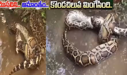 మొసలిని మింగేసిన కొండ చిలువ..వీడియో వైరల్
