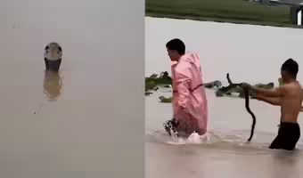 చైనా వరదల్లో పాముల కేంద్రాలు ధ్వసం…జనావాసాల్లోకి వేలాది పాములు!